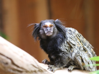 Zwartoorpenseelaap - De Zonnegloed - Dierenpark - Dieren opvangcentrum - Sanctuary